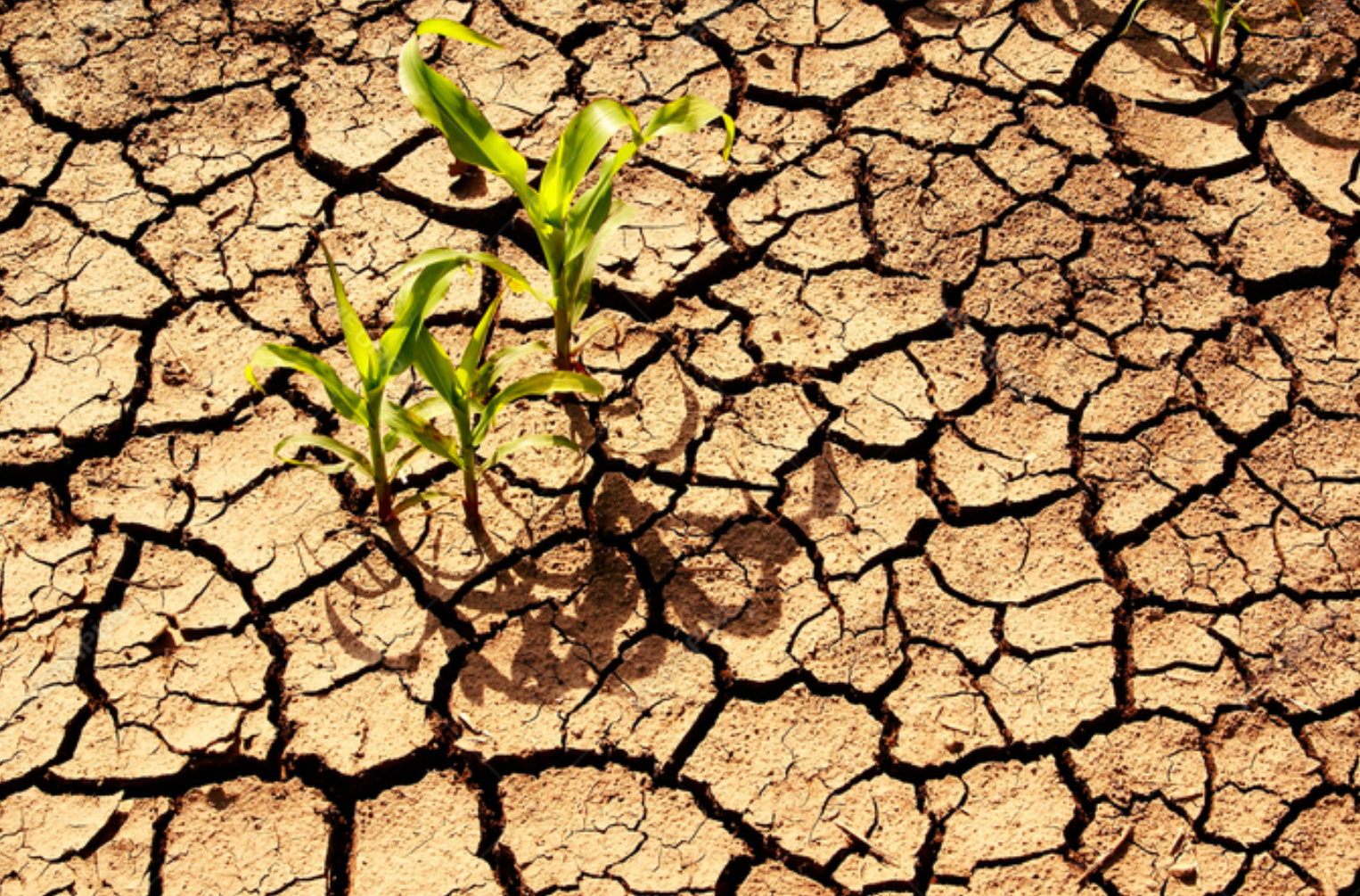 Webinar: Law and Policies for Strengthening Climate Resilience